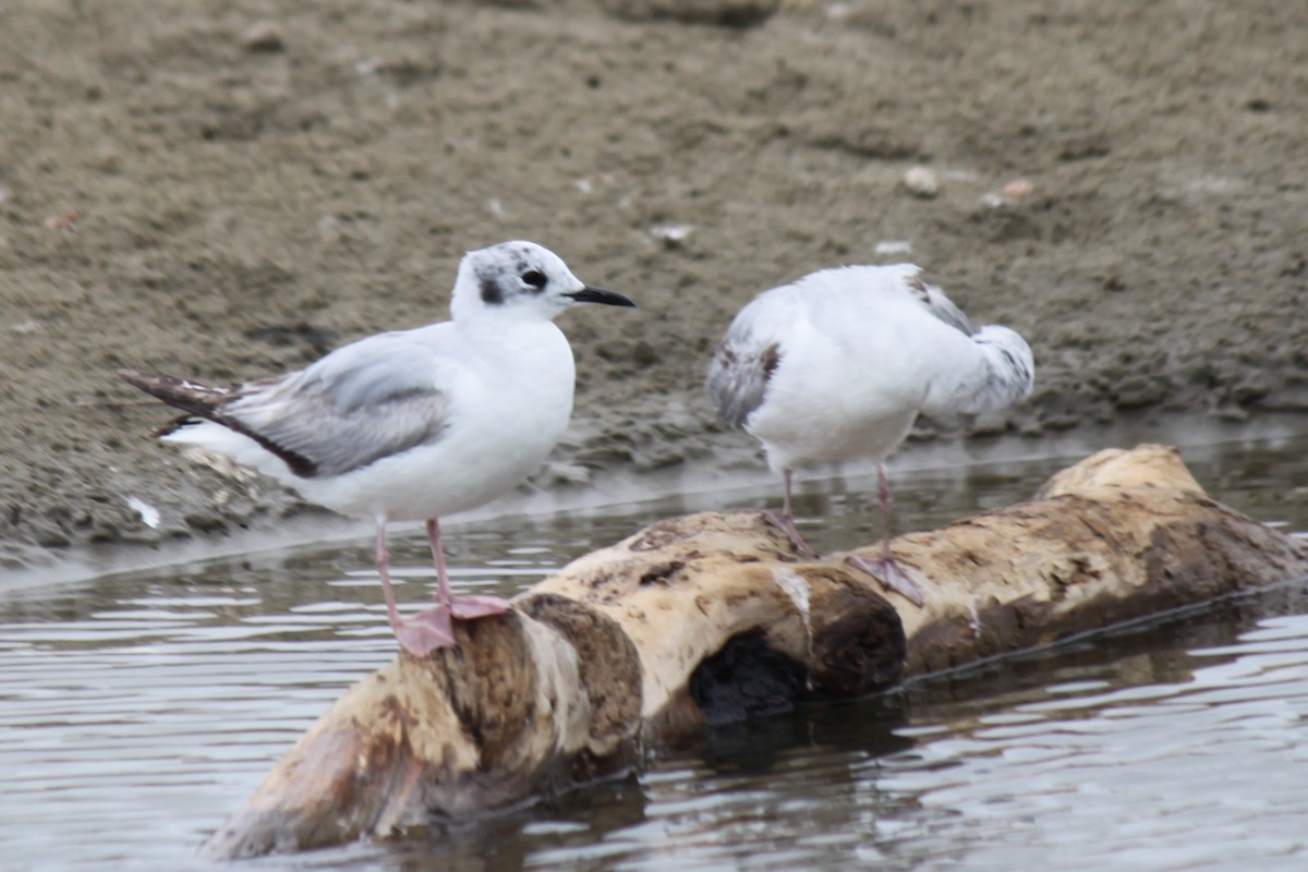 Bonaparte's Gull - Max Taylor