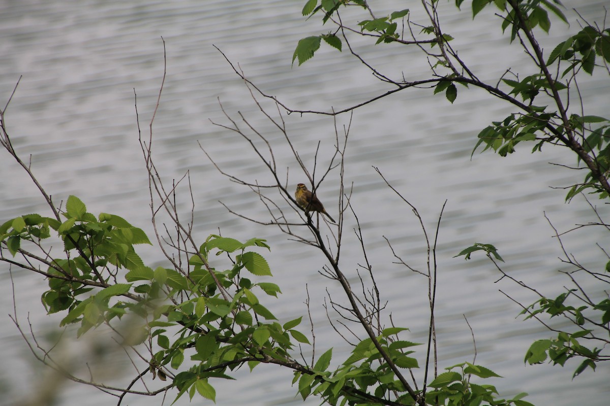 Palm Warbler - Niklas Klauss