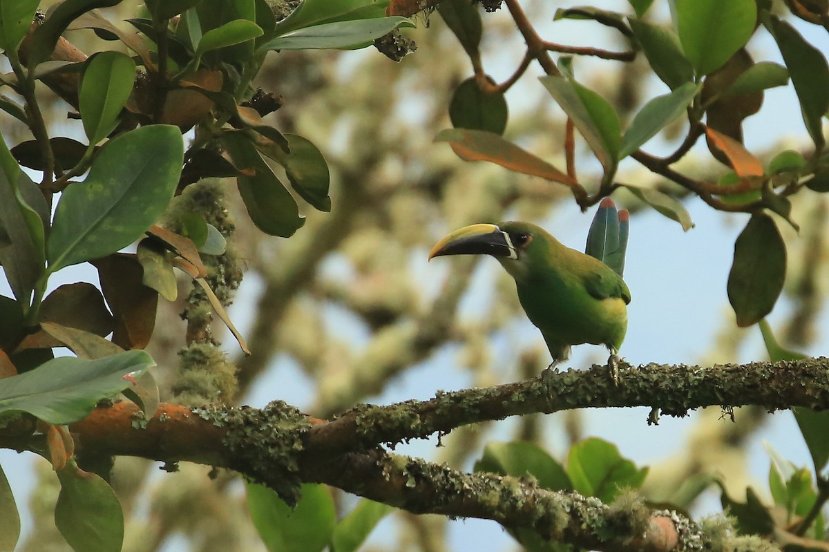 Southern Emerald-Toucanet (Andean) - Tim Lenz