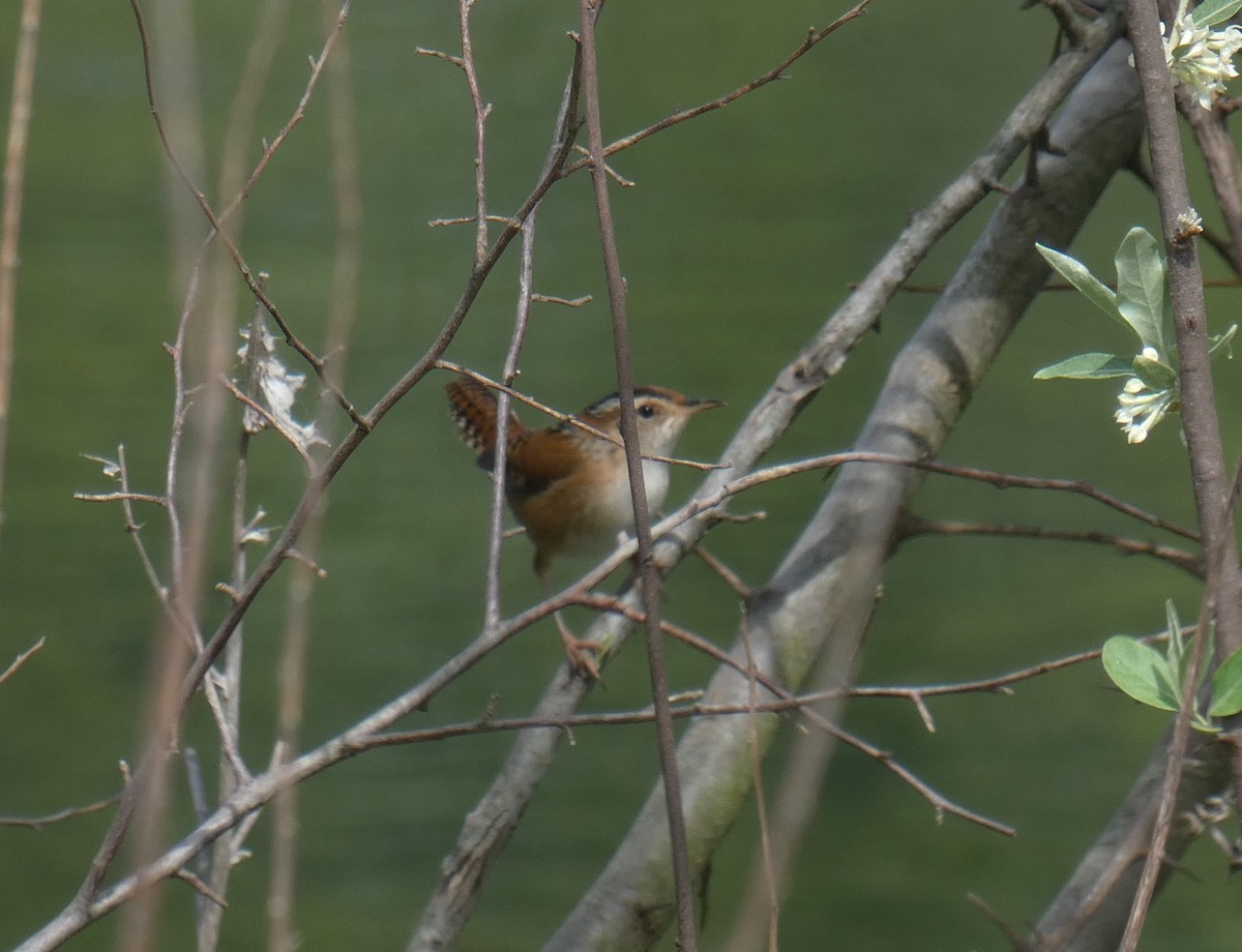 Marsh Wren - ML99985101