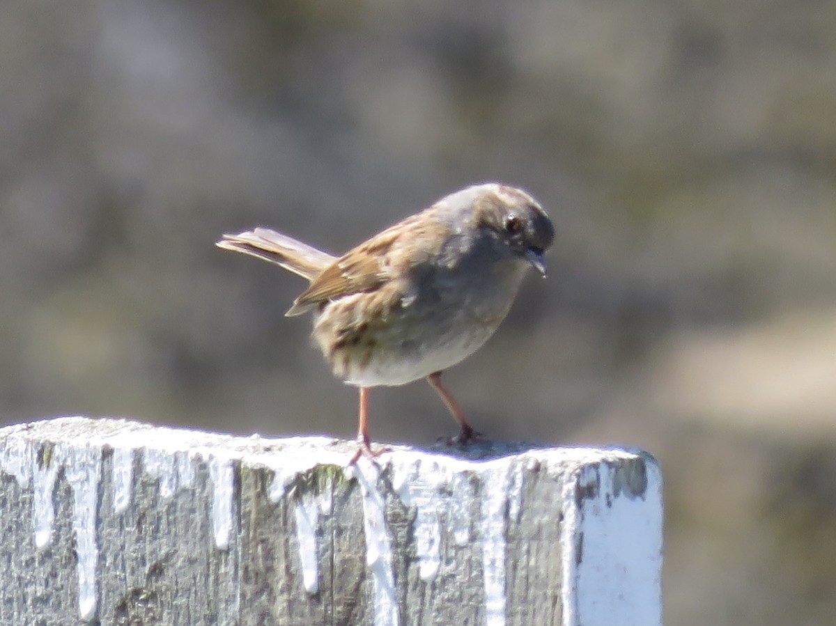 Dunnock - ML99985981