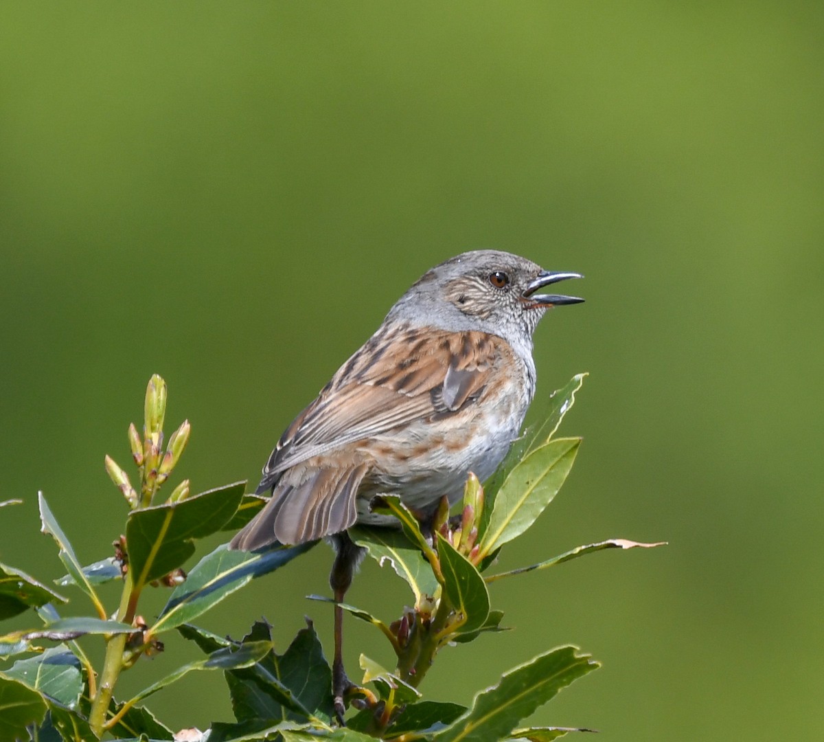 Dunnock - ML99986121