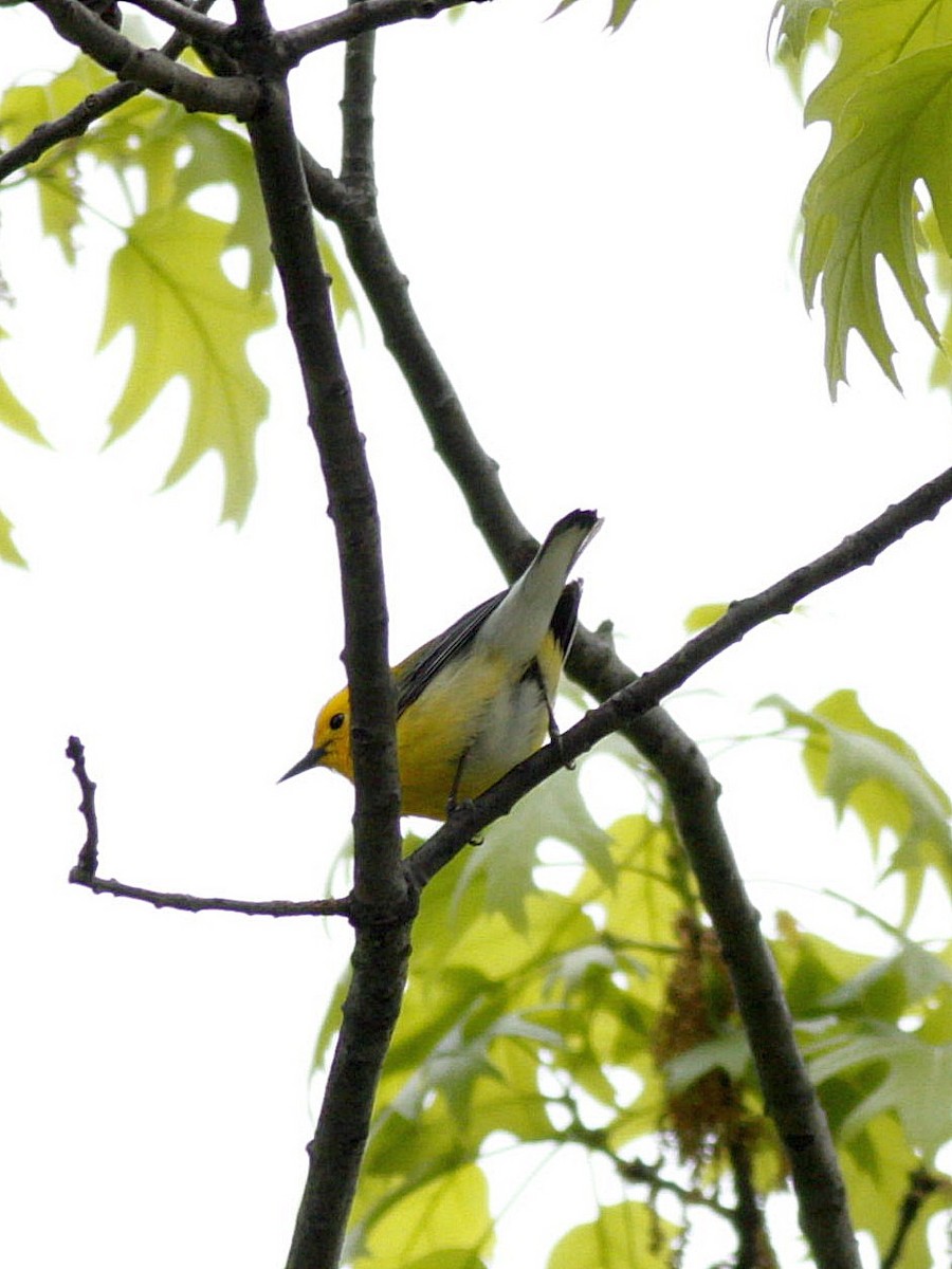 Prothonotary Warbler - Mike Lee