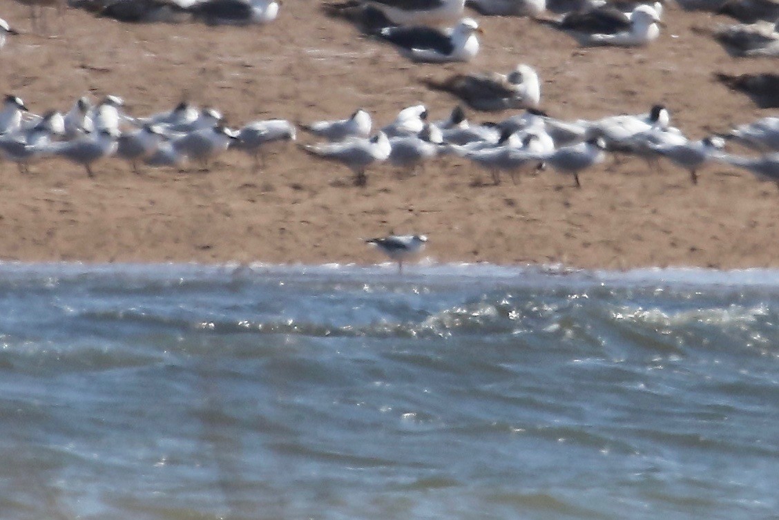 Mouette pygmée - ML99992611