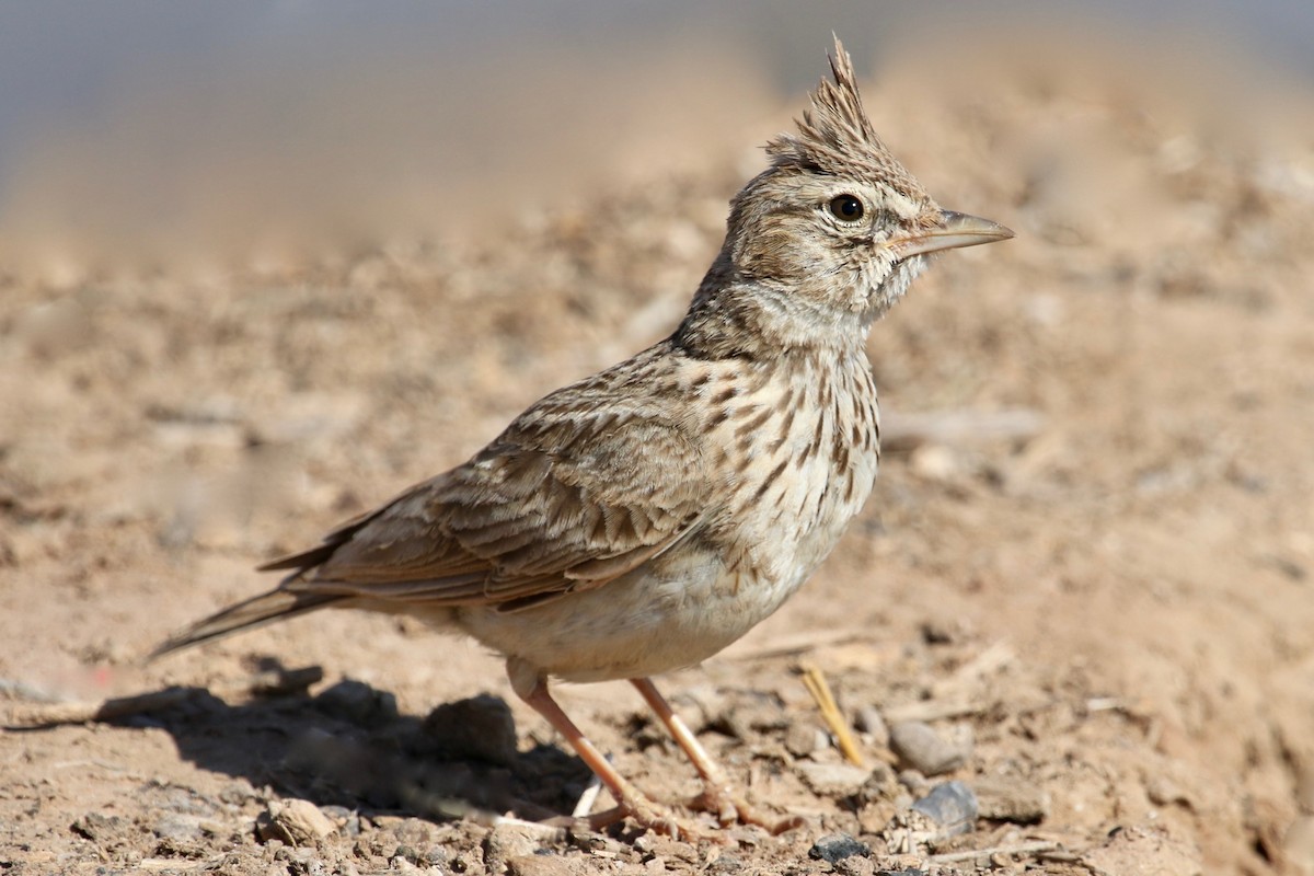 Crested Lark (Crested) - ML99993931