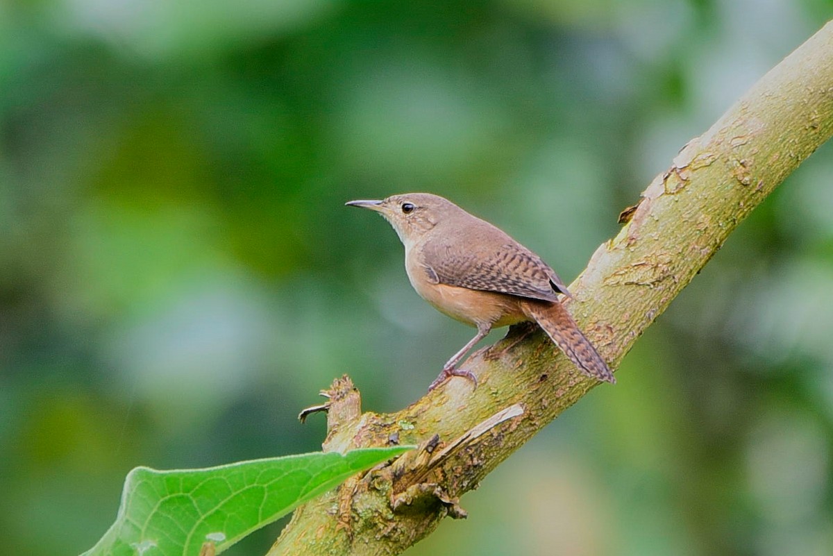 House Wren - Anonymous