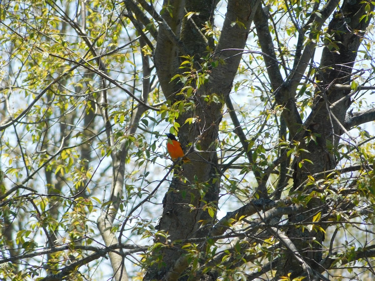 Baltimore Oriole - ML99995631