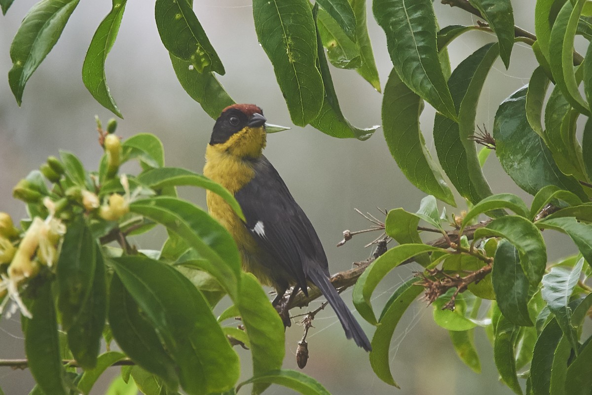 Yellow-breasted Brushfinch - ML99996421