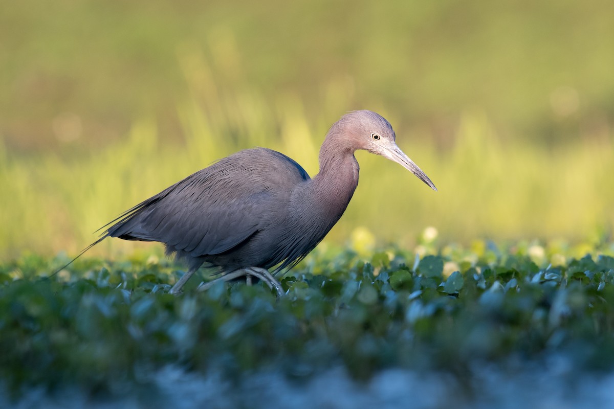 Little Blue Heron - ML99996711