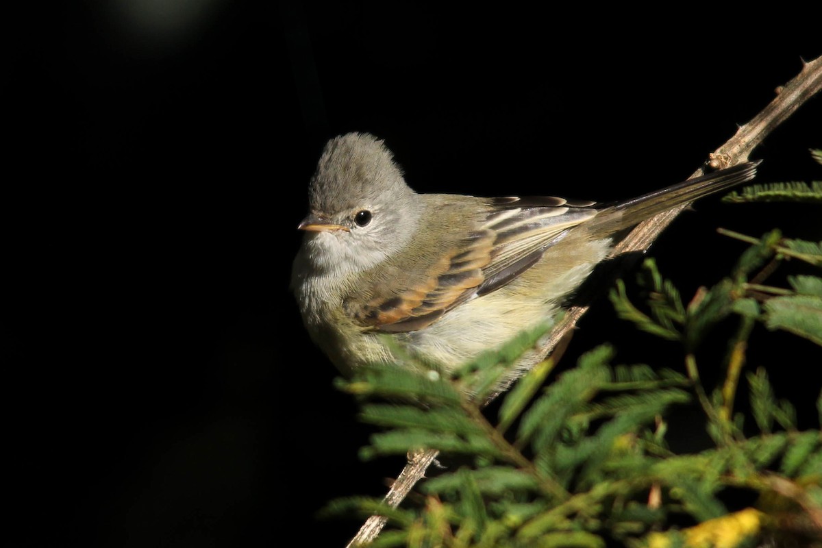 Southern Beardless-Tyrannulet - ML99999361